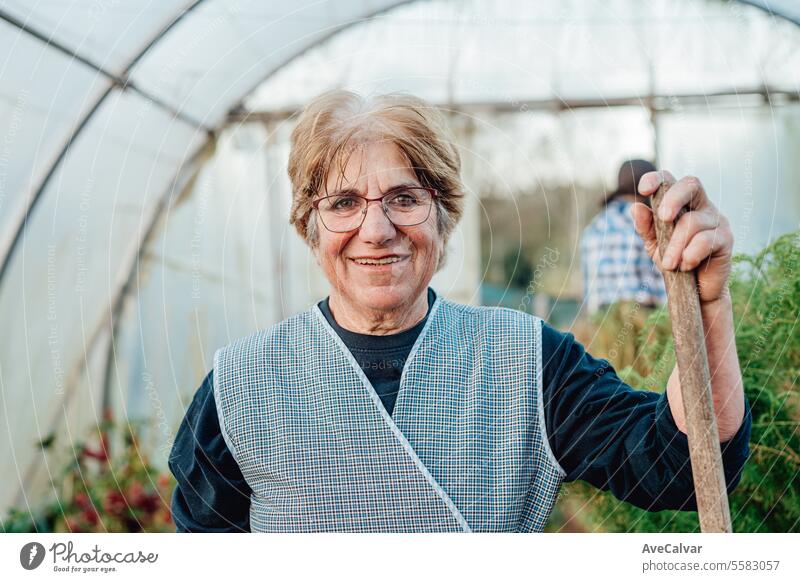 Old woman working smiling happy in a greenhouse. eco friendly new business, freelancer concept harvesting older pensioner retired grandmother mature elderly
