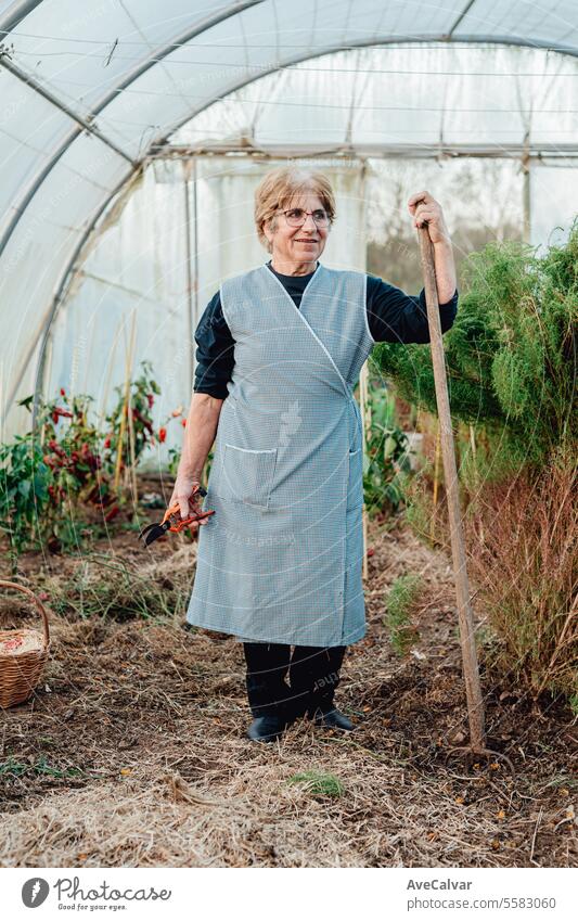 Old woman working smiling happy in a greenhouse. eco friendly new business, freelancer concept harvesting farming retired backyard mature elderly enjoyment