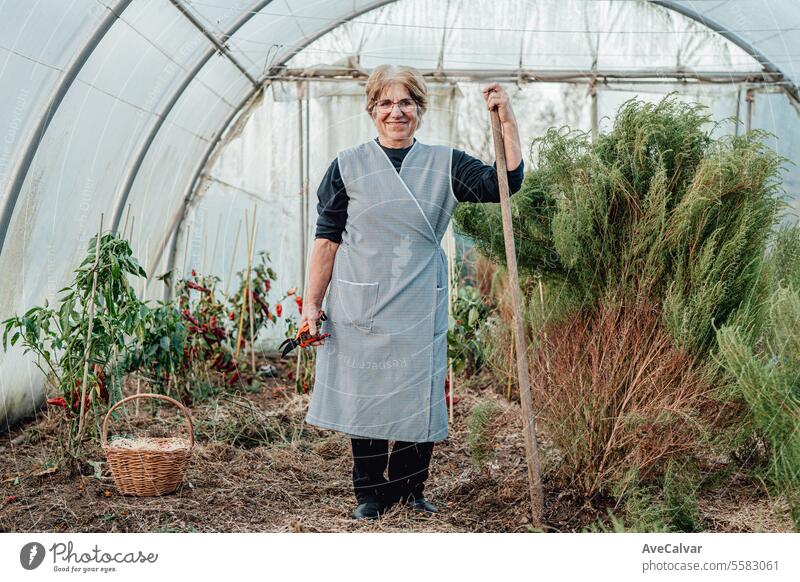 Old woman working smiling happy in a greenhouse. eco friendly new business, freelancer concept senior harvesting occupation hobby farming lady seasonal growth