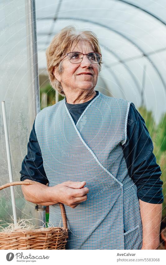 Very old woman working in her greenhouse and grows tomatoes. Hobbies for the elderly concept. harvesting farming older wrinkled pensioner retired grandmother