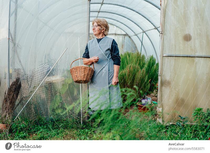 Very old woman working in her greenhouse and grows tomatoes. Hobbies for the elderly concept. senior harvesting farming sunshine lady relaxation women model hat