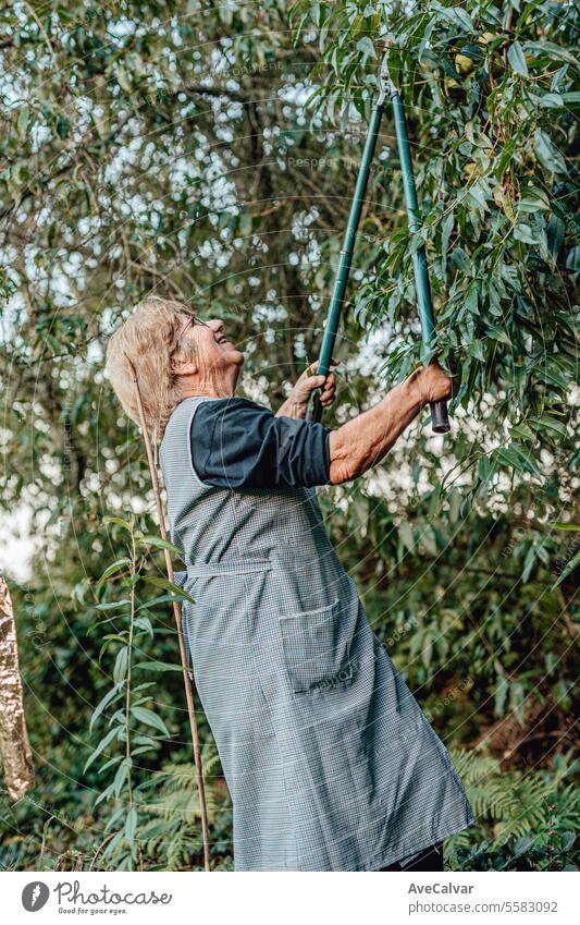 Senior people picking up vegetables in greenhouse. Working rural blue collar jobs. Retirement age harvesting farming older pensioner elderly senior trim