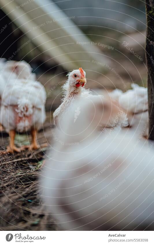 Outdoors chicken farm, chicken feeding, rural concept work senior woman harvesting greenhouse livestock free eye farming meadow feathers rooster domesticated