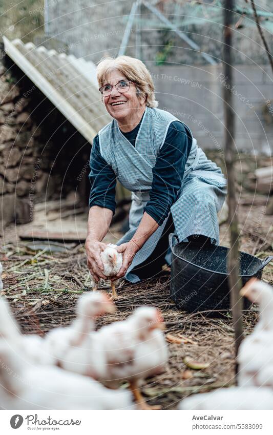 Senior woman working on a farm feeding chickens. Rural work, Elderly farmer person smiling in camera harvesting greenhouse farming grandmother one person