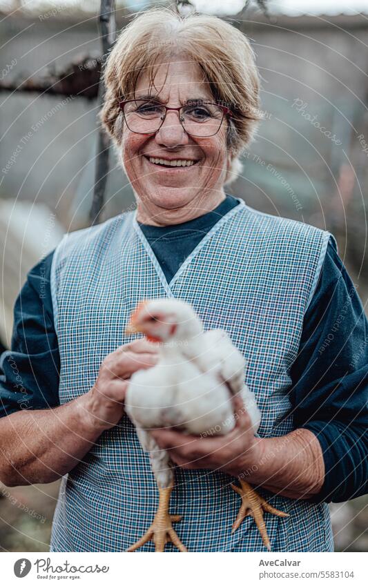 Senior woman working on a farm feeding chickens. Rural work, Elderly farmer person smiling in camera harvesting greenhouse farming retirement one person