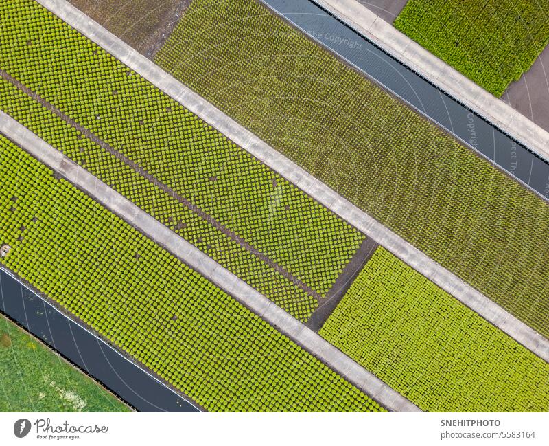 Aerial view of pattern of plantation, paths and canals. aerial agricultural agriculture background botany cultivation decoration drone farm farming farmland