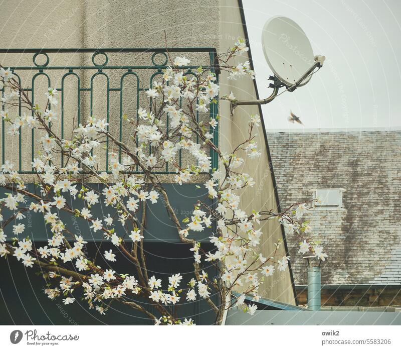 Satellite flowers House (Residential Structure) Wall (building) Wall (barrier) Building Facade Artificial flowers Plastic blossoms Twigs and branches plastic