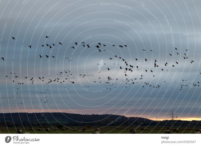 Autumn time | many wild geese in the sky at sunrise birds Flight of the birds bird migration Many Morning in the morning Sunrise Sky moorland early Flying