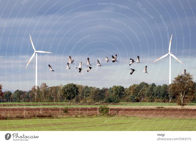 Autumn time | flying cranes between two wind turbines Cranes birds Migratory birds bird migration windmills Wind turbines Field Meadow Tree shrub Sky Clouds