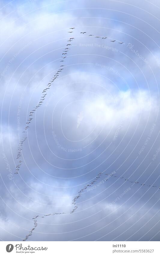 Natural spectacle: the migration of cranes Autumn Sky Clouds natural spectacle birds Groups Cranes animals awakening crane train Migratory birds Train route