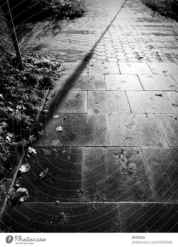 Reflective paving slabs with shadow play b/w Autumn off walkway slabs Autumnal Autumn leaves autumn mood Transience autumn colours Concrete Leaf Wet Bushes