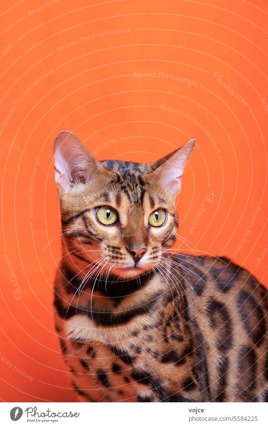Bengal Cat photoshoting in photo studio on color background adorable animal beautiful bengal bengal cat bengal kitten bengalcat breed close closeup curious cute