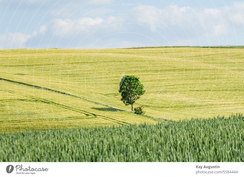 Deciduous tree in a grain field Grain field Nature Cornfield Agriculture Agricultural crop Ear of corn Summer Colour photo Food Exterior shot Plant Growth Wheat