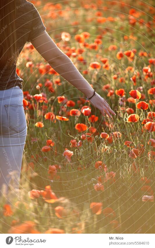 feel it Poppy field Corn poppy Wild plant Agricultural crop Summery Field Fragrance Blossoming spring meadow Spring field of gossip poppies Spring fever