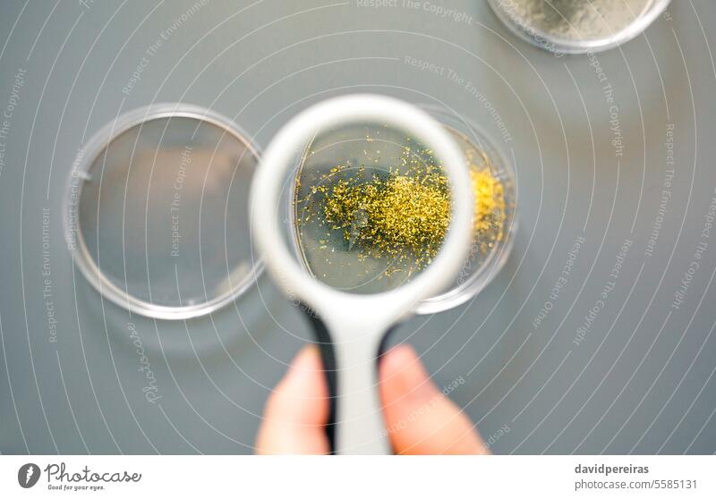 Female scientist hand holding magnifying glass to analyze golden glitter sample on petri dish in lab female analysis environmental research laboratory