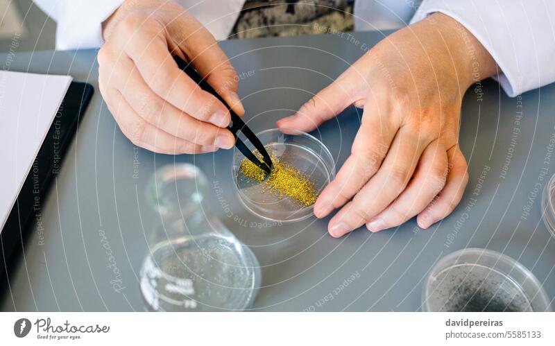 Female chemist technician hands with tweezers examining golden glitter sample over petri dish on lab close up unrecognizable female scientist environment