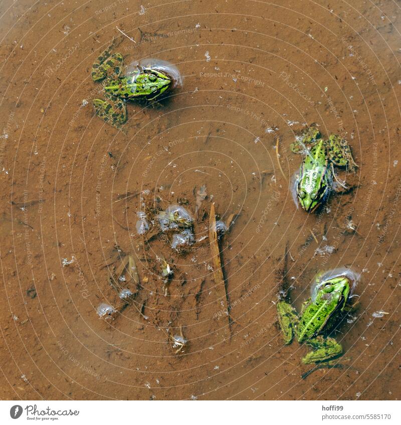 Frogs in the pond from above pond frog Green Painted frog Goggle eyes Habitat Pond Brown naturally Wild animal Water frog Garden pond Eyes Quack Frog Prince