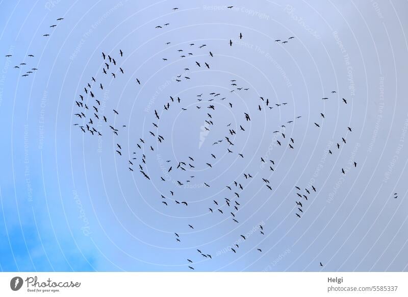 Gathering of cranes in the sky Cranes Migratory birds bird migration Autumn Many Flock of birds Arrange Flying Sky Clouds Tall Above Air Freedom Wild animal