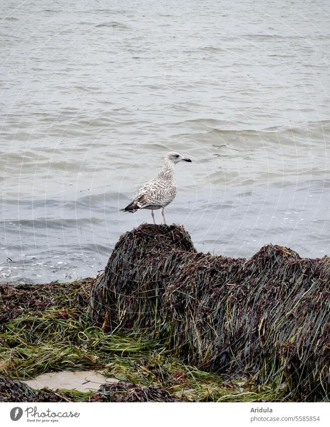 Young herring gull on the Baltic Sea Grand piano Feather Beak Sit Water Nature Beach Ocean coast Animal Bird Silvery gull Seagull grasses