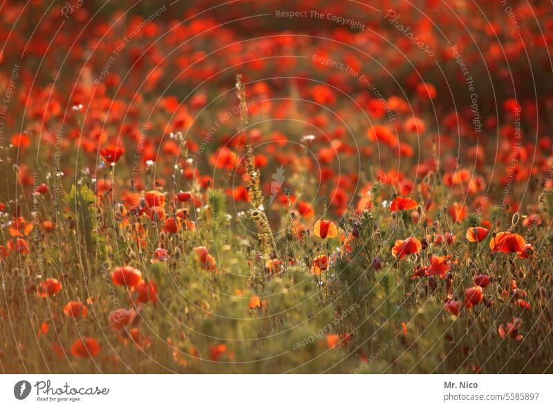 Have a nice poppy day :) Illuminate Summery Nature field of gossip poppies spring meadow red poppy Fragrance Meadow flower Intensive Poppy blossom Red Field