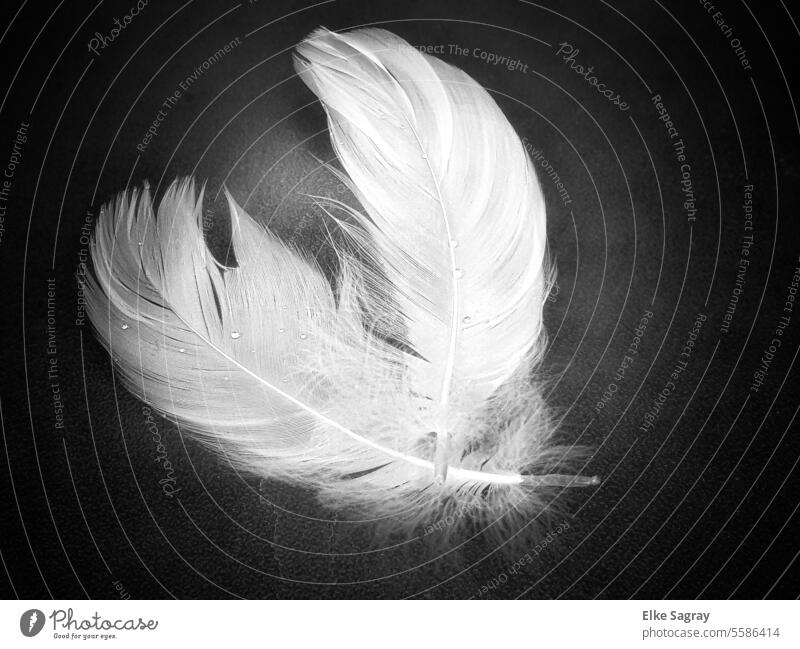 Light as a feather - black and white photo of two white feathers with water droplets Feather Bird naturally Close-up Exterior shot Detail Delicate Soft Deserted