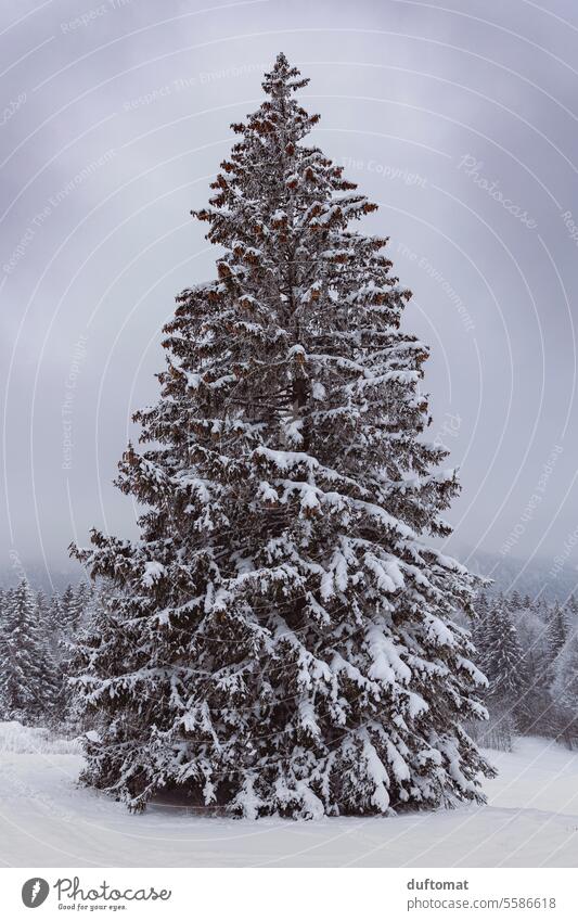 Snow-covered fir tree in a wintry landscape Winter mountains Forest Nature Mountain Landscape Sky Peak Alps Cold Deserted Environment Frost clear Rock