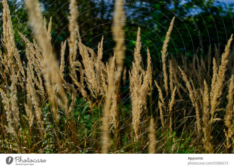 Bright ears of grass sway in the wind against a blurred background of dark green foliage grasses Grass Ears Ear of corn Beige Wind Weigh Dark green Nature