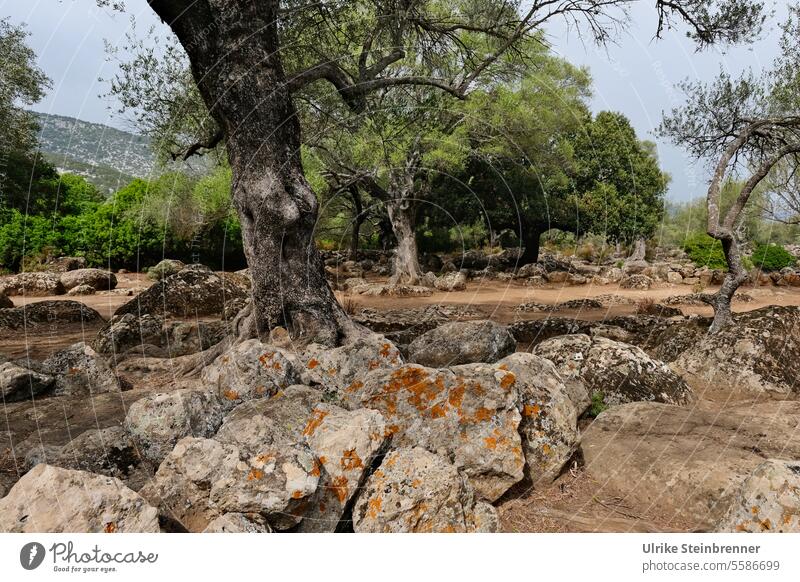 Altopiano del Golgo, mountain landscape in Sardinia Altopiano di Golgo As Piscinas olive trees Rock stones Boulders Landscape Wilderness Monolith Geology Baunei