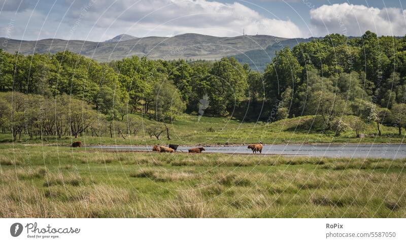 A herd of highland cattle in the western highlands. Landscape coast Highlands Scotland scotland steep coast England landscape Ocean North Sea Nature reserve