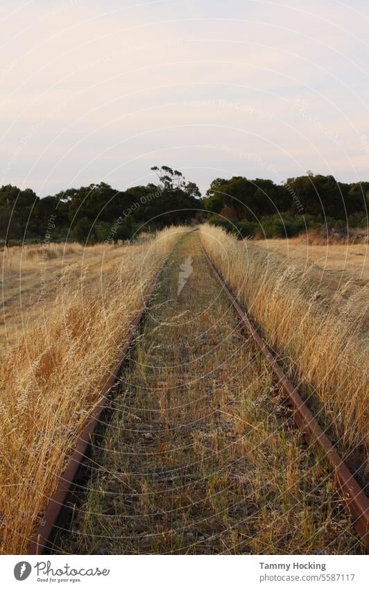 Overgrown Railroad Tracks Railroad tracks Railway tracks railway line rails grassy Trees on the horizon dusk sky Transport Train travel