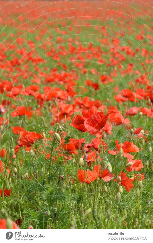 poppy meadow Poppy poppies Meadow Nature transient pretty Beauty & Beauty naturally Red blossom Carpet of flowers Summer Flower Wild plant Environment