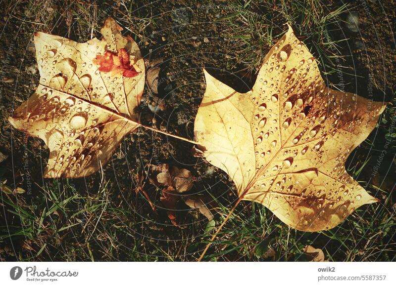 Shared shower leaves 2 two Couple Under Meadow Autumn Autumn leaves Foliage colouring Fallen Nature Colour photo Transience Exterior shot Leaf autumn mood