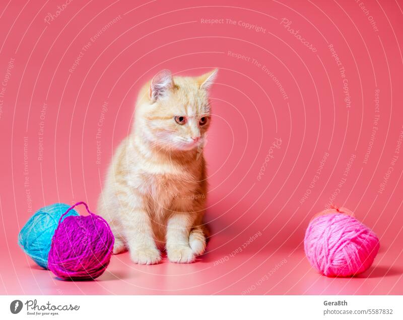 kitten with multi-colored balls of woolen threads on a pink background adopt adopt a cat adopt a kitten adopted adoption bright clew clue colorful feline fiber