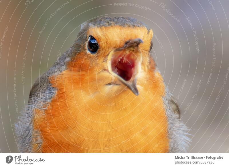 Singing robin Robin redbreast Erithacus rubecula Animal face Head Beak Eyes Feather Plumed Grand piano plumage Bird Wild animal Chirping Song hum Communicate