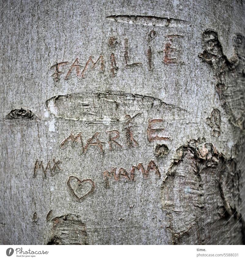 tree tattoo Tree embassy names Letters (alphabet) Text writing Characters Family in common Mary max mama Joke hands Tree trunk bark Tree bark life traces Tattoo