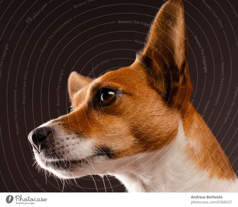 Cute young Jack Russell Terrier on a dark studio background young animal jack russell joy happiness keep love togetherness kiss jack russell terrier cute