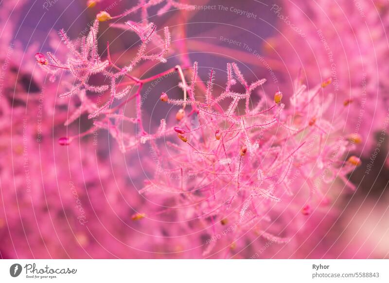 Amazing Unusual Pink Flowers In Soft Sunlight Flare. Soft Pink Purple Colors nature close design nobody close up heather beauty growing shop common heather