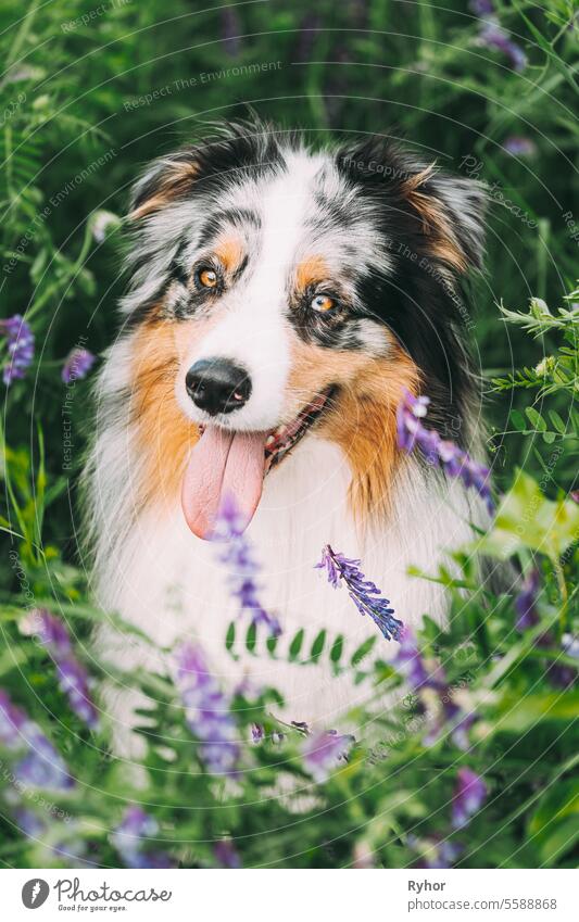 Funny Red And White Australian Shepherd Dog Sitting In Green Grass With Purple Blooming Flowers. Aussie Is A Medium-sized Breed Of Dog That Was Developed On Ranches In The Western United States, During The 19th Century. Close Up Portrait Of Aussie Dog