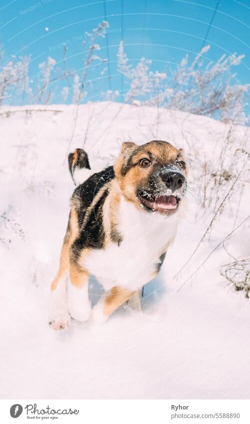 Puppy Of Mixed Breed Dog Playing In Snowy Forest In Winter Day active animal brown cute dog forest frost fun funny happy leisure mixed mixed breed nature nobody