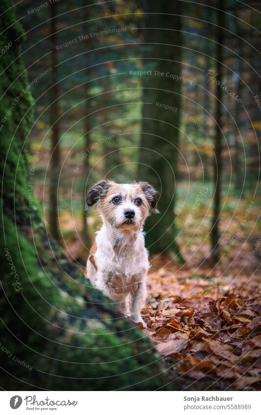A small terrier dog stands alone in the forest. Pet. Dog Animal Forest Stand Nature Tree Autumn leaves Exterior shot Shallow depth of field Deserted Day