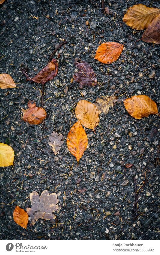 Autumn leaves on a wet road. View from above. Leaf Brown Street Wet Rain plan Drops of water Day Nature Tar Black Autumnal Autumnal colours Autumnal weather
