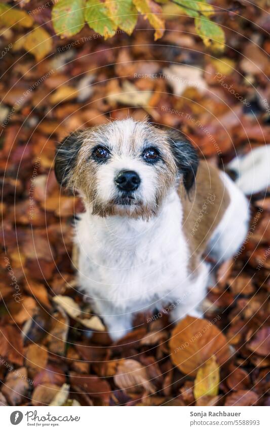 A small terrier dog sits in the fall leaves. Looking into the camera. Dog Pet Animal Autumn leaves Sit see Animal portrait Exterior shot Colour photo Day Brown