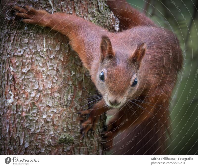 Squirrel on tree trunk sciurus vulgaris Animal face Head Eyes Nose Ear Muzzle Claw Pelt Paw Tails Rodent Wild animal Nature Tree Tree trunk Curiosity Observe