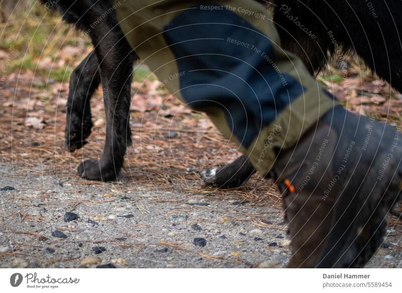 Gleichschritt - Expedition with dark brown-black dog on a forest path. Dog Walking running dog In step outdoor with dog Forest Deerstalking Hunting Landscape
