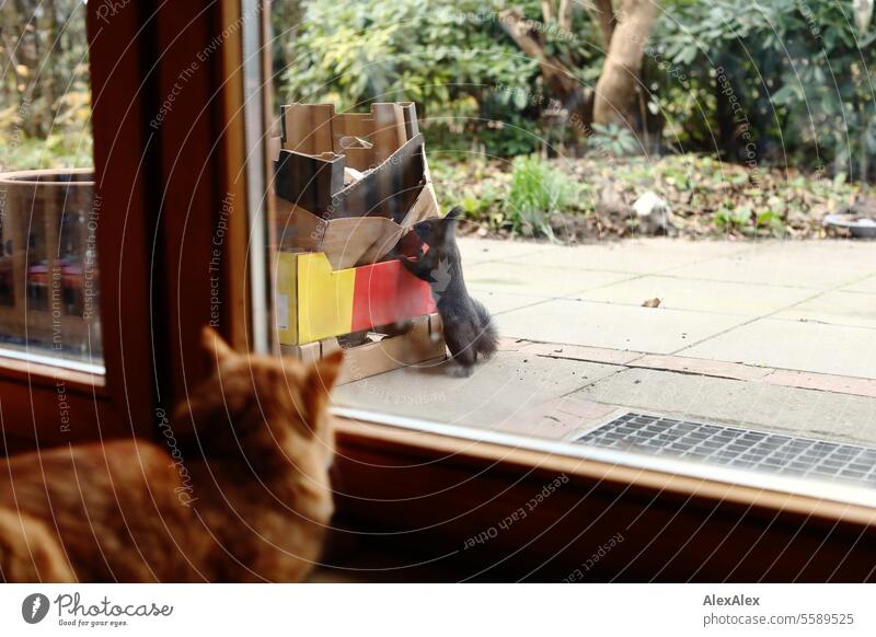 A black squirrel leans against a cardboard box on the patio to steal a walnut, while a red tabby cat lurks behind the patio door in the background and observes the scene