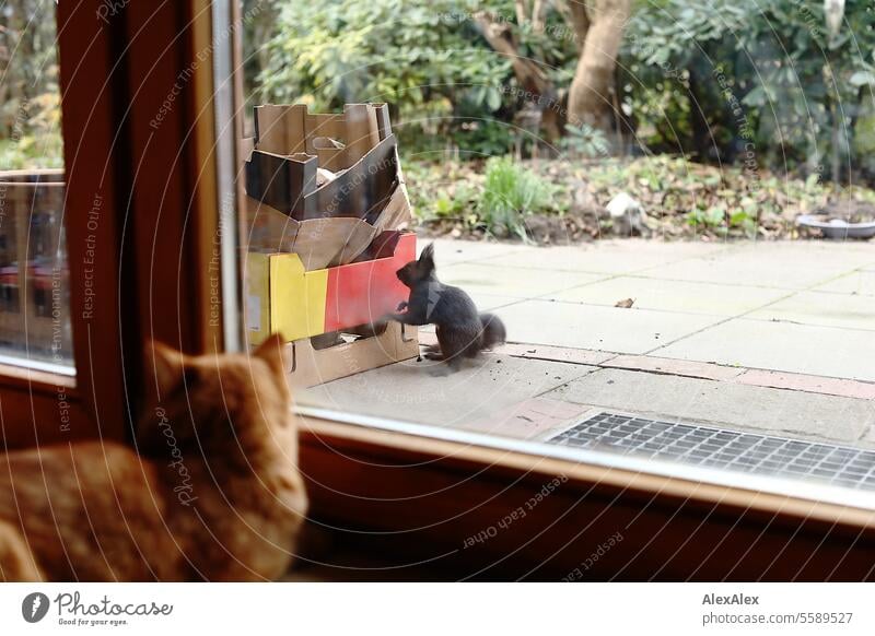 A black squirrel leans against a cardboard box on the patio to steal a walnut, while a red tabby cat lurks behind the patio door in the background and observes the scene