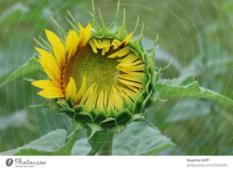Sunflower in early stage of blooming flower head blossoming flower summer flower single flower yellow flower green background Summer Flower Blossoming Yellow