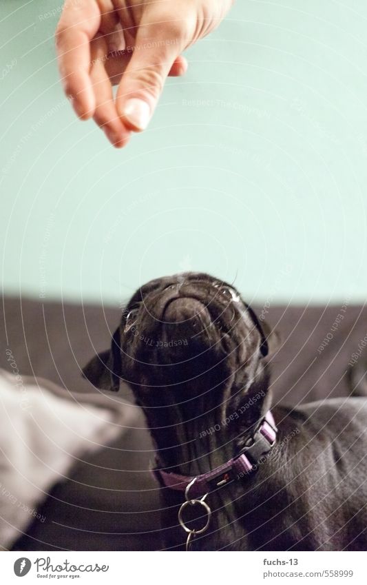 Give me that. Hand Fingers Animal Pet Dog Animal face Pug Puppy 1 Discover To feed Feeding Brash Curiosity Black Interest Appetite Whimsical Colour photo