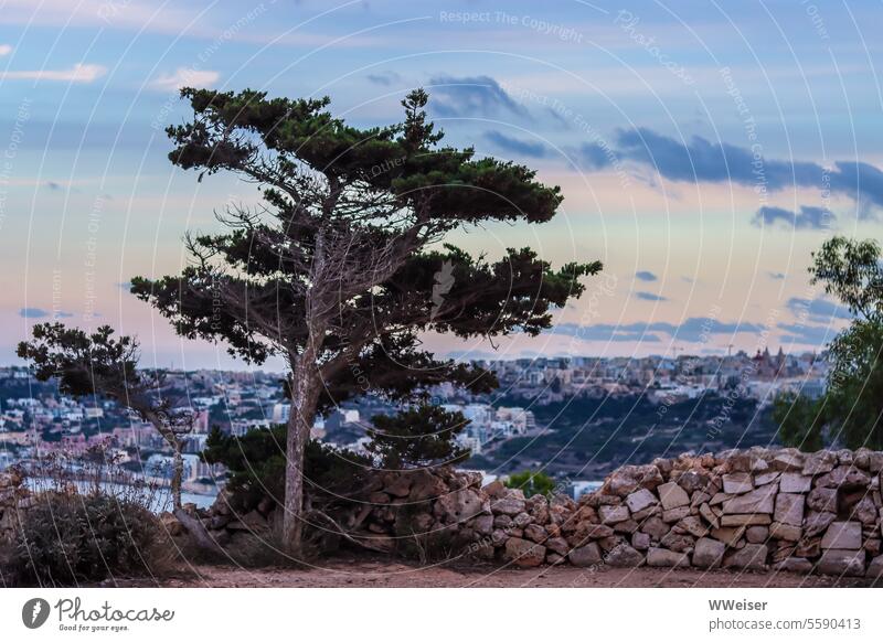 A gnarled old tree on a hill in the evening with a view over the city Tree Looking height Hill Sky Twilight Evening Sunset Coniferous trees Wall (barrier)