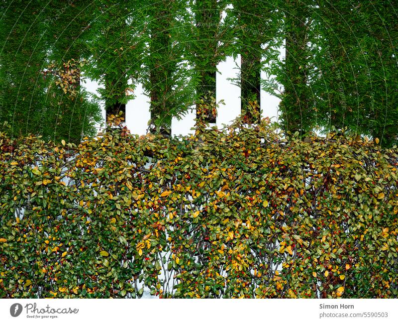 Detail of a fence overgrown with two different hedge plants that divide the picture into an upper and lower half Fence Hedge pile Divide Division Border